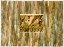 Riverbed on Bark