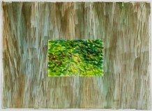 Écorce gris-vert et feuillage vert