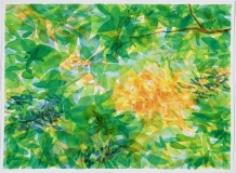 Morning Light, Summer