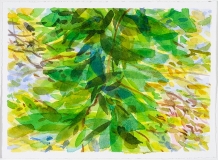 Petite branche et feuillage, no 1