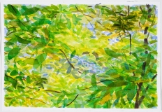 Feuillage et branches, matin d'août