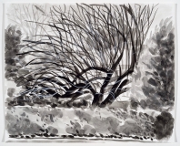 L'arbre noir derrière la haie