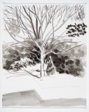 Le cerisier sur neige