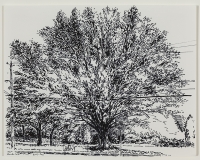 Grand arbre, rue Beaumont, soir de fin d'été