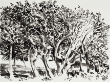 Bouquet d'arbres, Naples, Floride