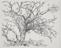 Le pommier du voisin, soir
