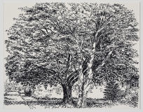 Deux arbres, sombres et clairs, rue des Peupliers