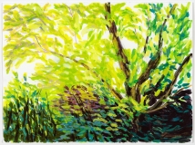 Feuillage à contre-jour