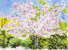 Cerisier en fleurs